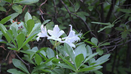 放大白色杜鹃花特写