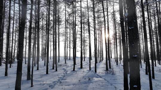 阳光光影雪原松林