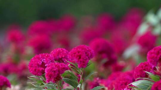 4K 公园 植物 园林 花朵 鲜花视频素材模板下载