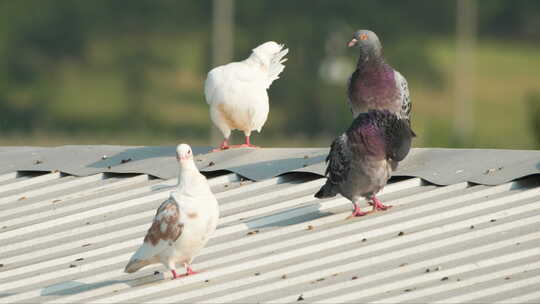 夏天屋顶农民饲养的家鸽子视频素材模板下载