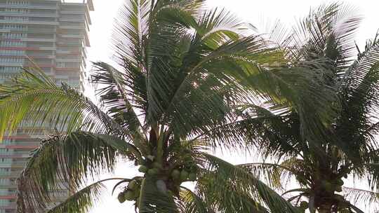 阳光穿过椰子树