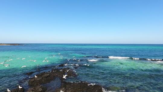 济州岛海滩 海鸥