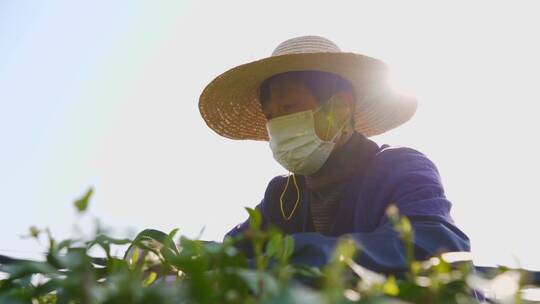 实拍杭州龙坞龙井茶采摘视频素材模板下载