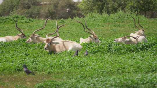 Addax，角羚，白羚羊，坐着