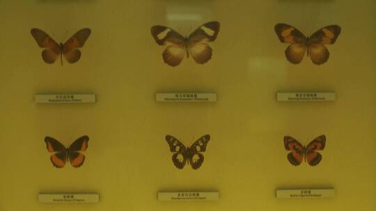 昆虫蝴蝶标本模型