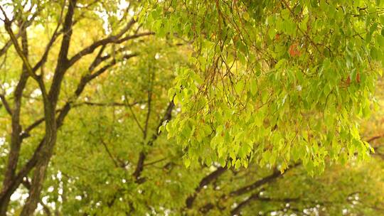 秋天泛黄的树叶秋意来临金黄色叶子意境树林