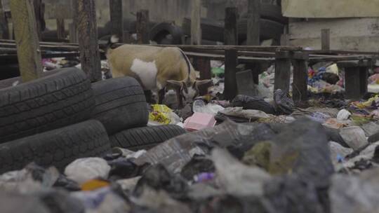 山羊在垃圾堆里找食物视频素材模板下载