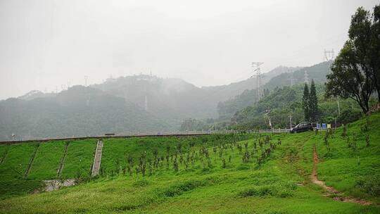 清晨雨后公园两颗榕树下草地露营空景