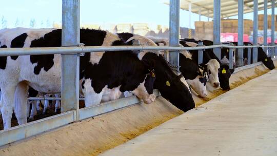现代化大规模养牛场里正在吃青贮饲料的奶牛