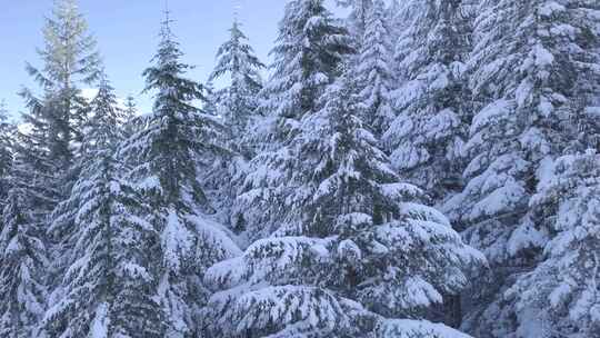 冬季森林雪林 冰雪森林