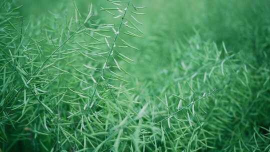 油菜田油菜花油菜籽