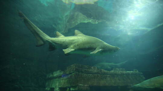 鲨鱼 海洋馆 水下摄影
