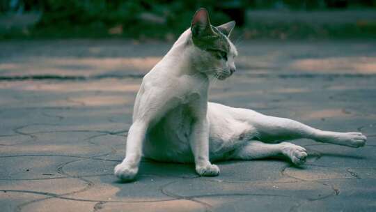 街头流浪猫