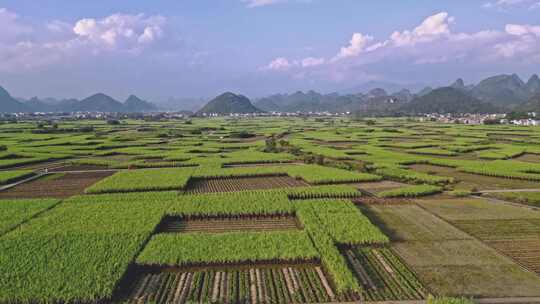 黑皮甘蔗基地航拍