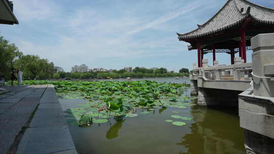 济南大明湖风景名胜区夏季风光