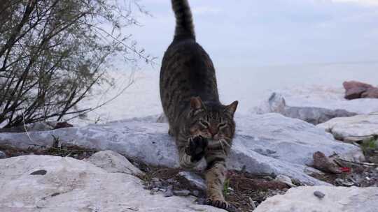 棕色流浪虎斑猫在洛基海边慢动作打哈欠