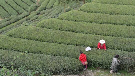 茶叶茶绿茶采茶茶山春茶茶园4K实拍