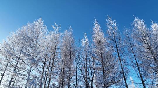 航拍林海雪原银色松林