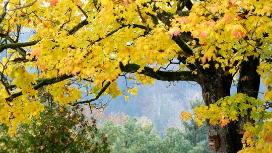 秋天树木树叶变黄了 唯美空镜