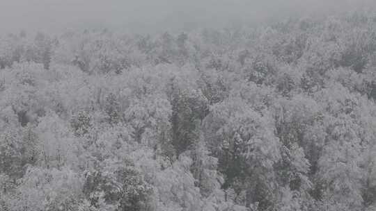 四川雅安泥巴山雪景树林雾凇实拍