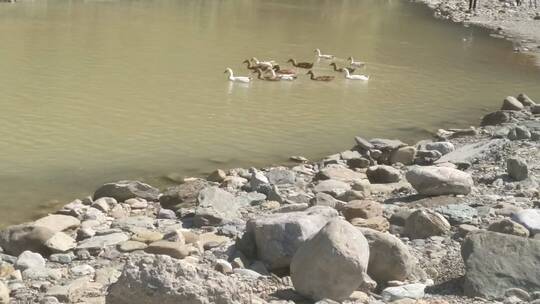 河水里觅食的麻鸭