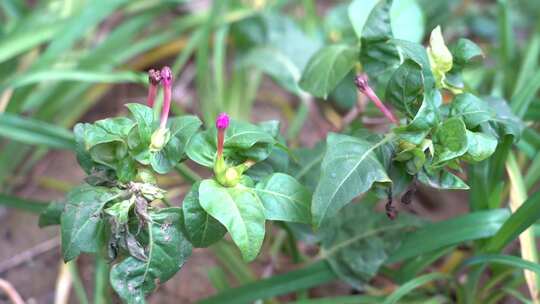 牵牛花 喇叭花 大牵牛 旋花科 紫色的