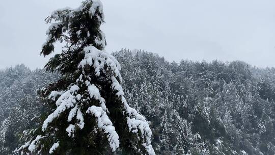 雪景 踏雪进山 雪中行 大雪