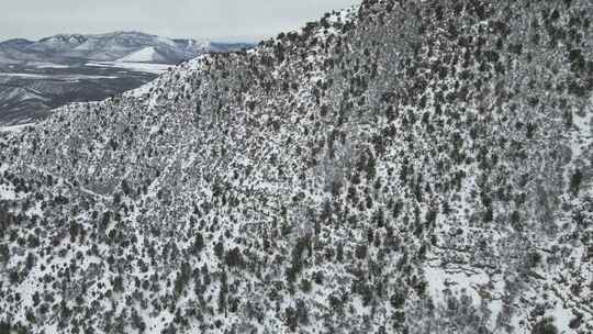 白雪覆盖的山脉，到处都是松树，用无人机以