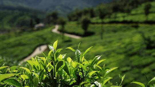 山坡上的种植园