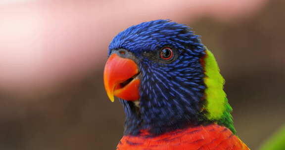 彩虹lorikeet，（Trichogl