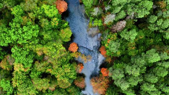 航拍秋季森林景观