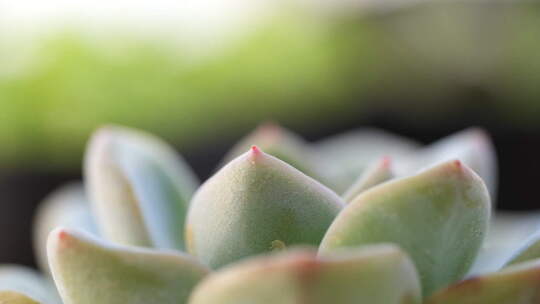 盆栽 多肉 绿色 植物 多花瓣