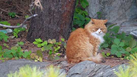 流浪猫野猫小猫猫咪爱宠人士