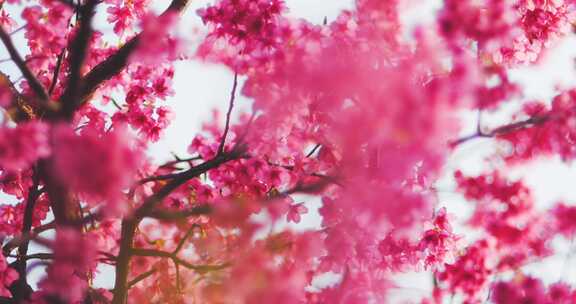 春天粉色的花