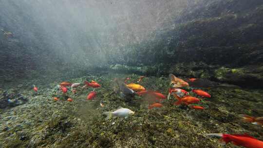 济南黑虎泉锦鲤水下世界