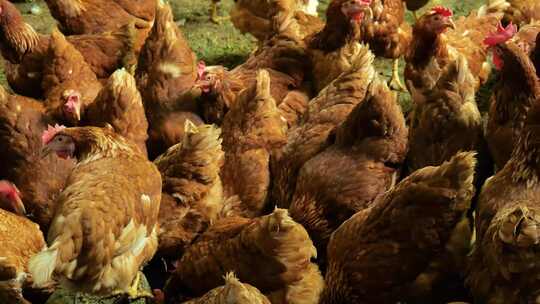 鸡 养殖  创业