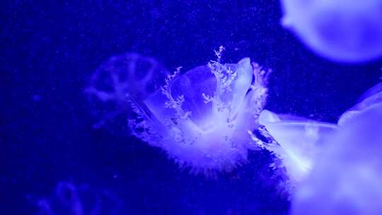 海洋馆海洋生物水母实拍