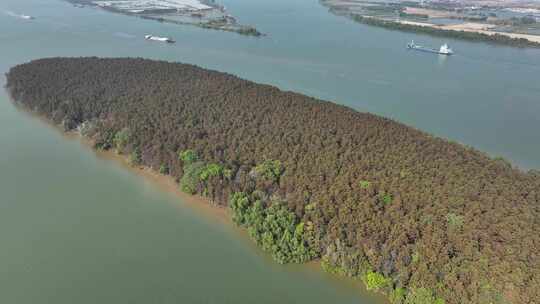 中国广东省珠海市斗门水松林自然保护区