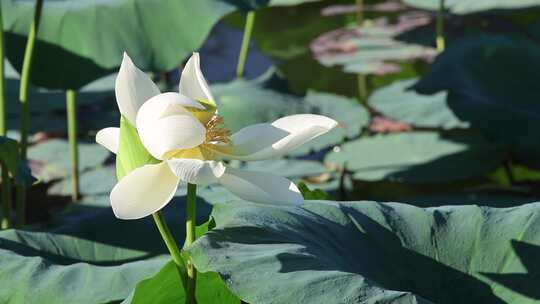 夏日荷花  莲子 公园 莲花禅意 池塘