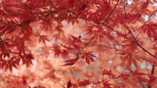秋天枫叶黄叶红叶阳光