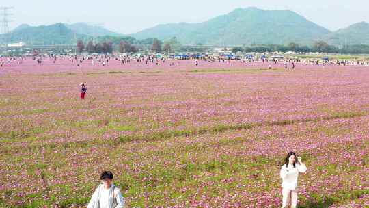 中山崖口格桑花花海三