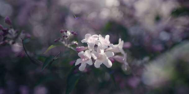 花园，紫色，花，双花