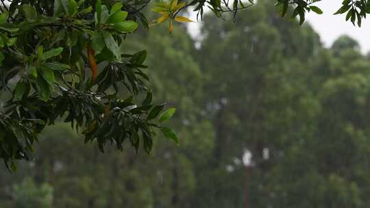 雨落在植物叶子上