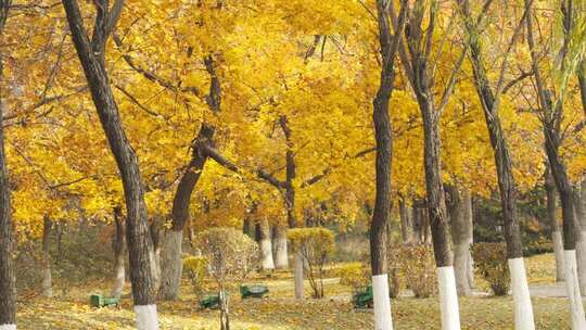 金黄树叶秋季风光秋天树林黄叶空镜口播素材