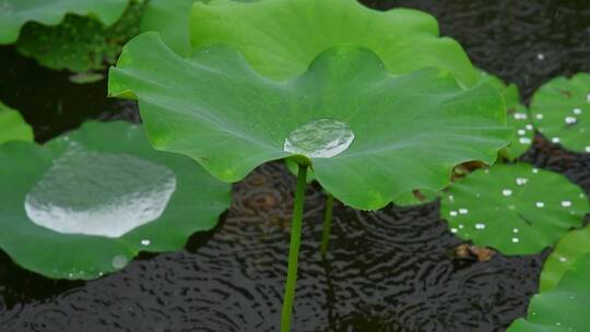 雨天雨滴荷叶水珠景观