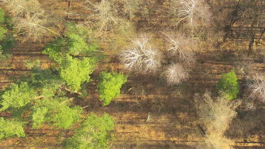 从空中俯瞰森林地区，捕捉到森林地面的纹理