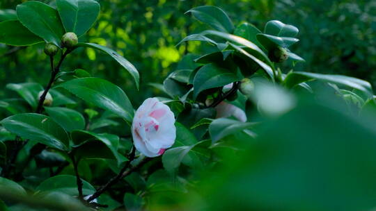 春天花园山茶花