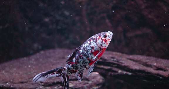 水族馆鱼缸斑点锦鲤鱼特写