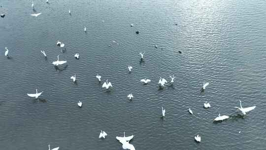 湖泊飞鸟白鹭沼泽湿地干枯的湖泊湖面鸟群飞