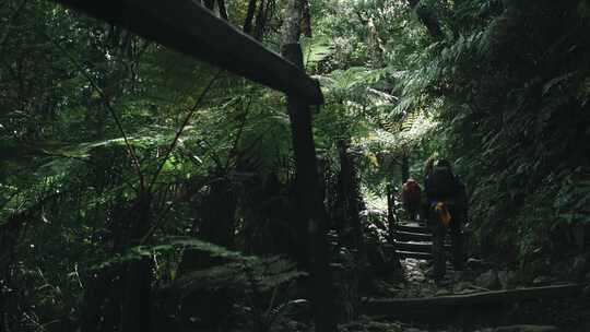 一群人在森林里徒步旅行